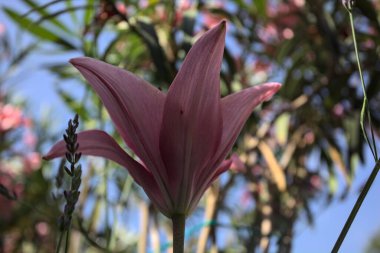 Pembe zambak zakkum çalılığında yetişiyor, açık gökyüzü ve arka plan yakından görünüyor.