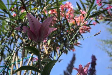 Pembe zambak zakkum çalılığında yetişiyor, açık gökyüzü ve arka plan yakından görünüyor.