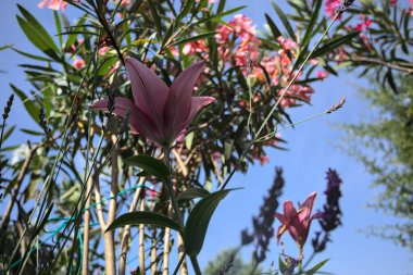 Pembe zambak zakkum çalılığında yetişiyor, açık gökyüzü ve arka plan yakından görünüyor.