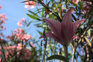 Pembe zambak zakkum çalılığında yetişiyor, açık gökyüzü ve arka plan yakından görünüyor.