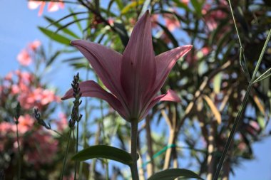 Pembe zambak zakkum çalılığında yetişiyor, açık gökyüzü ve arka plan yakından görünüyor.