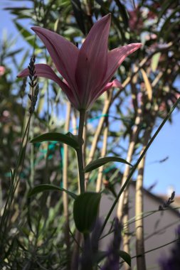 Pembe zambak zakkum çalılığında yetişiyor, açık gökyüzü ve arka plan yakından görünüyor.