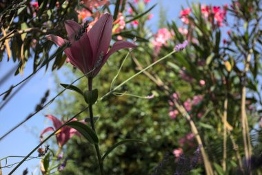 Pembe zambak zakkum çalılığında yetişiyor, açık gökyüzü ve arka plan yakından görünüyor.