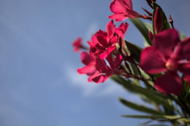 Pembe zakkum çalısı çiçek açıyor, açık bir gökyüzü ve arka plan yakından görünüyor.