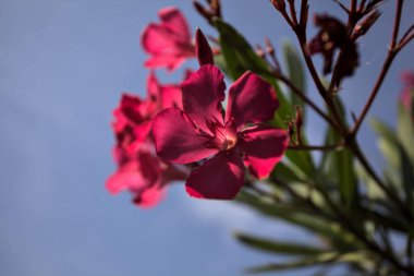 Pembe zakkum çalısı çiçek açıyor, açık bir gökyüzü ve arka plan yakından görünüyor.