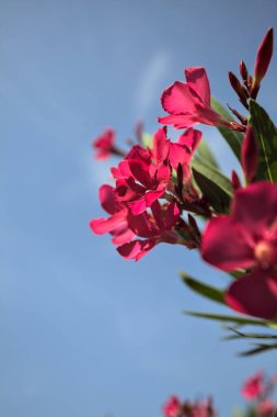 Pembe zakkum çalısı çiçek açıyor, açık bir gökyüzü ve arka plan yakından görünüyor.