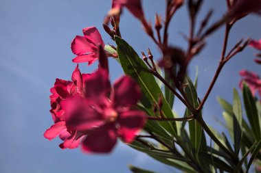 Pembe zakkum çalısı çiçek açıyor, açık bir gökyüzü ve arka plan yakından görünüyor.