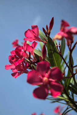 Pembe zakkum çalısı çiçek açıyor, açık bir gökyüzü ve arka plan yakından görünüyor.