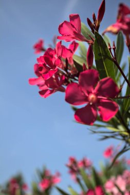 Pembe zakkum çalısı çiçek açıyor, açık bir gökyüzü ve arka plan yakından görünüyor.