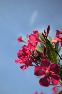 Pembe zakkum çalısı çiçek açıyor, açık bir gökyüzü ve arka plan yakından görünüyor.