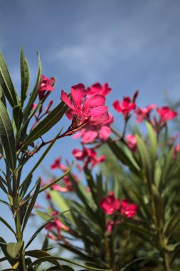 Pembe zakkum çalısı çiçek açıyor, açık bir gökyüzü ve arka plan yakından görünüyor.