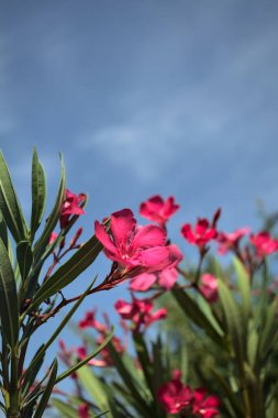 Pembe zakkum çalısı çiçek açıyor, açık bir gökyüzü ve arka plan yakından görünüyor.