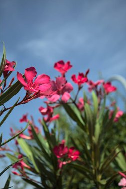 Pembe zakkum çalısı çiçek açıyor, açık bir gökyüzü ve arka plan yakından görünüyor.