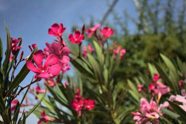 Pembe zakkum çalısı çiçek açıyor, açık bir gökyüzü ve arka plan yakından görünüyor.