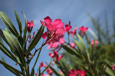 Pembe zakkum çalısı çiçek açıyor, açık bir gökyüzü ve arka plan yakından görünüyor.