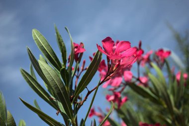 Pembe zakkum çalısı çiçek açıyor, açık bir gökyüzü ve arka plan yakından görünüyor.