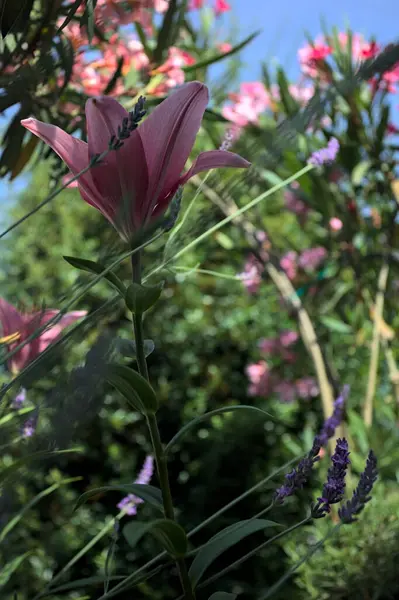 Pembe zambak zakkum çalılığında yetişiyor, açık gökyüzü ve arka plan yakından görünüyor.