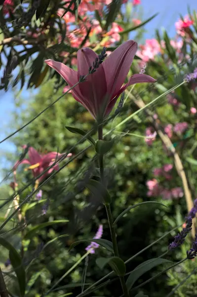 Pembe zambak zakkum çalılığında yetişiyor, açık gökyüzü ve arka plan yakından görünüyor.