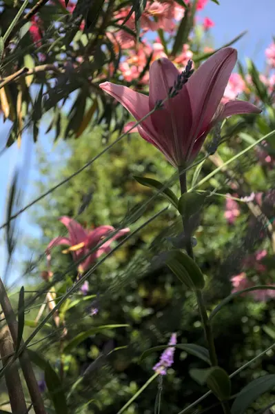 Pembe zambak zakkum çalılığında yetişiyor, açık gökyüzü ve arka plan yakından görünüyor.