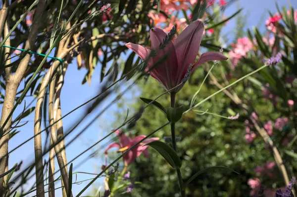 Pembe zambak zakkum çalılığında yetişiyor, açık gökyüzü ve arka plan yakından görünüyor.