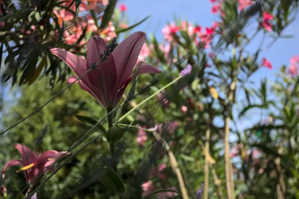 Pembe zambak zakkum çalılığında yetişiyor, açık gökyüzü ve arka plan yakından görünüyor.
