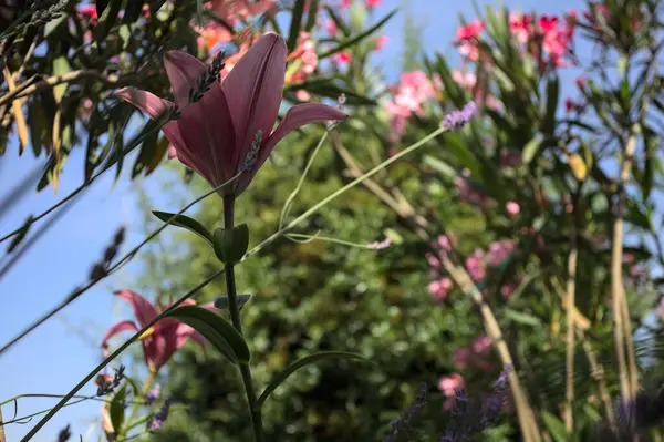 Pembe zambak zakkum çalılığında yetişiyor, açık gökyüzü ve arka plan yakından görünüyor.