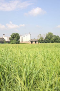 İtalya kırsalında güneşli bir günde arka planda sanayi kompleksi olan terk edilmiş beton bir kulübede terk edilmiş.