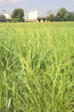 İtalya kırsalında güneşli bir günde arka planda sanayi kompleksi olan terk edilmiş beton bir kulübede terk edilmiş.