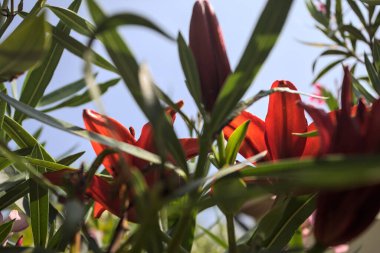 Çiçekli kırmızı zambaklar ve pembe zakkum çalılıklarda, arka planda gökyüzü daha yakından görünüyor.
