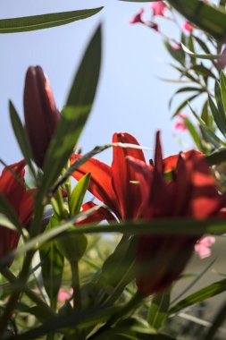 Çiçekli kırmızı zambaklar ve pembe zakkum çalılıklarda, arka planda gökyüzü daha yakından görünüyor.