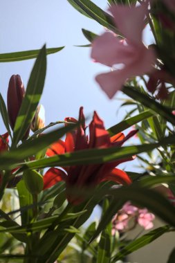 Çiçekli kırmızı zambaklar ve pembe zakkum çalılıklarda, arka planda gökyüzü daha yakından görünüyor.