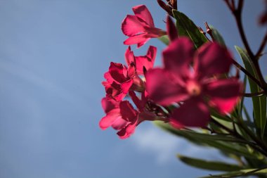 Pembe zakkum çalısı çiçek açıyor, açık bir gökyüzü ve arka plan yakından görünüyor.