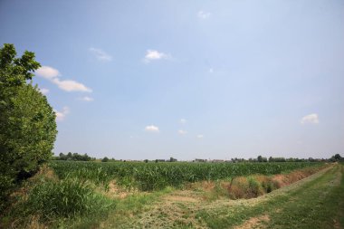İtalya kırsalında güneşli bir günde mısır tarlasının kenarındaki toprak ve çimenli patika.