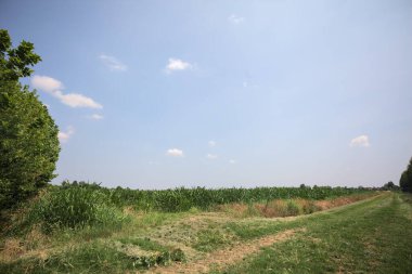 İtalya kırsalında güneşli bir günde mısır tarlasının kenarındaki toprak ve çimenli patika.