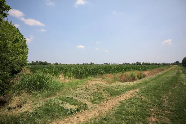 İtalya kırsalında güneşli bir günde mısır tarlasının kenarındaki toprak ve çimenli patika.
