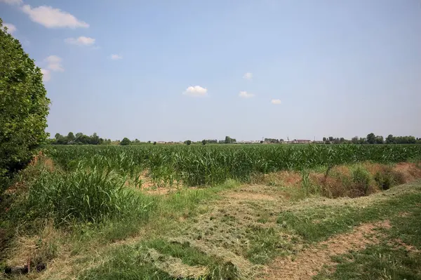 İtalya kırsalında güneşli bir günde mısır tarlasının kenarındaki toprak ve çimenli patika.