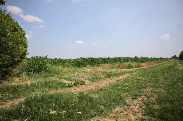 İtalya kırsalında güneşli bir günde mısır tarlasının kenarındaki toprak ve çimenli patika.