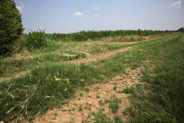 İtalya kırsalında güneşli bir günde mısır tarlasının kenarındaki toprak ve çimenli patika.