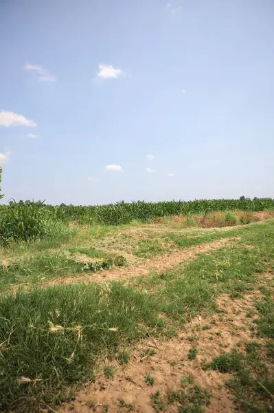 İtalya kırsalında güneşli bir günde mısır tarlasının kenarındaki toprak ve çimenli patika.