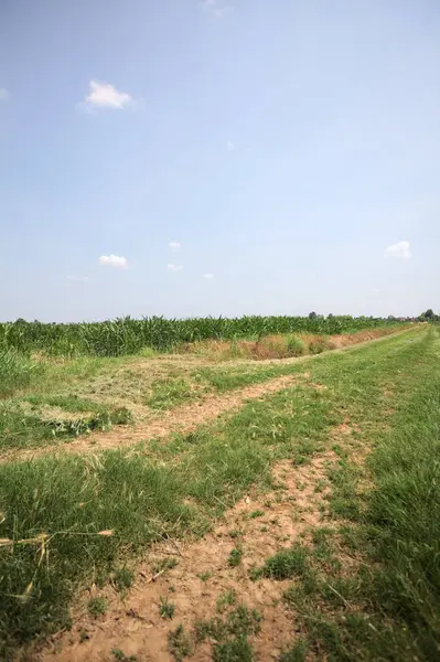 İtalya kırsalında güneşli bir günde mısır tarlasının kenarındaki toprak ve çimenli patika.