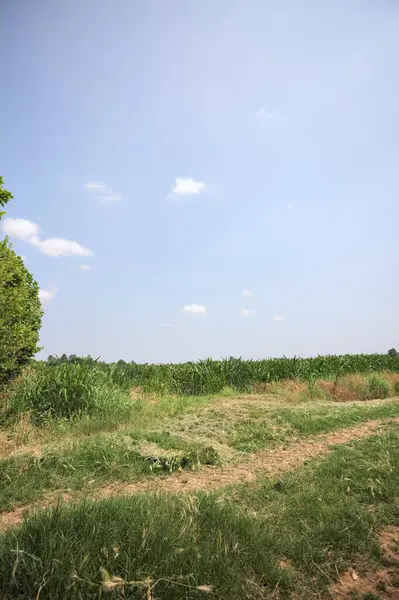 İtalya kırsalında güneşli bir günde mısır tarlasının kenarındaki toprak ve çimenli patika.