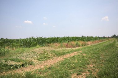 İtalya kırsalında güneşli bir günde mısır tarlasının kenarındaki toprak ve çimenli patika.