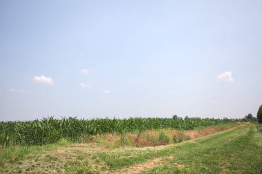 İtalya kırsalında güneşli bir günde mısır tarlasının kenarındaki toprak ve çimenli patika.