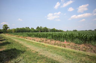 İtalya kırsalında güneşli bir günde mısır tarlasının kenarındaki toprak ve çimenli patika.