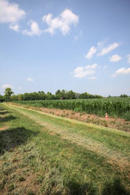 İtalya kırsalında güneşli bir günde mısır tarlasının kenarındaki toprak ve çimenli patika.