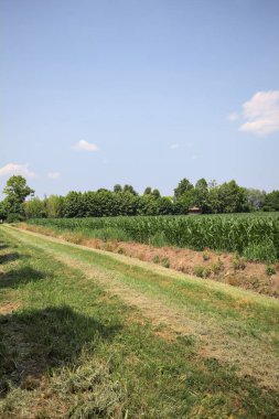 İtalya kırsalında güneşli bir günde mısır tarlasının kenarındaki toprak ve çimenli patika.