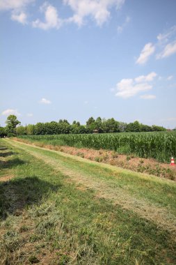 İtalya kırsalında güneşli bir günde mısır tarlasının kenarındaki toprak ve çimenli patika.