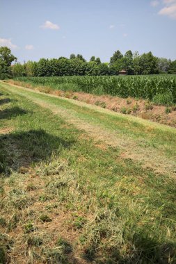 İtalya kırsalında güneşli bir günde mısır tarlasının kenarındaki toprak ve çimenli patika.
