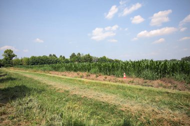 İtalya kırsalında güneşli bir günde mısır tarlasının kenarındaki toprak ve çimenli patika.