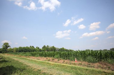 İtalya kırsalında güneşli bir günde mısır tarlasının kenarındaki toprak ve çimenli patika.